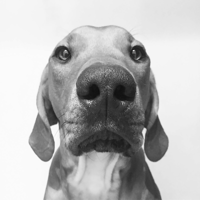 Chien